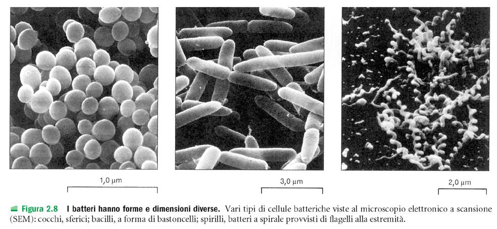 LA CELLULA PROCARIOTICA: i batteri Cocchi: Gli stafilococchi sono batteri aerobi ospiti abituali della cute, cioè della pelle, e delle mucose (soprattutto nel rinofaringe, cioè naso e gola); in