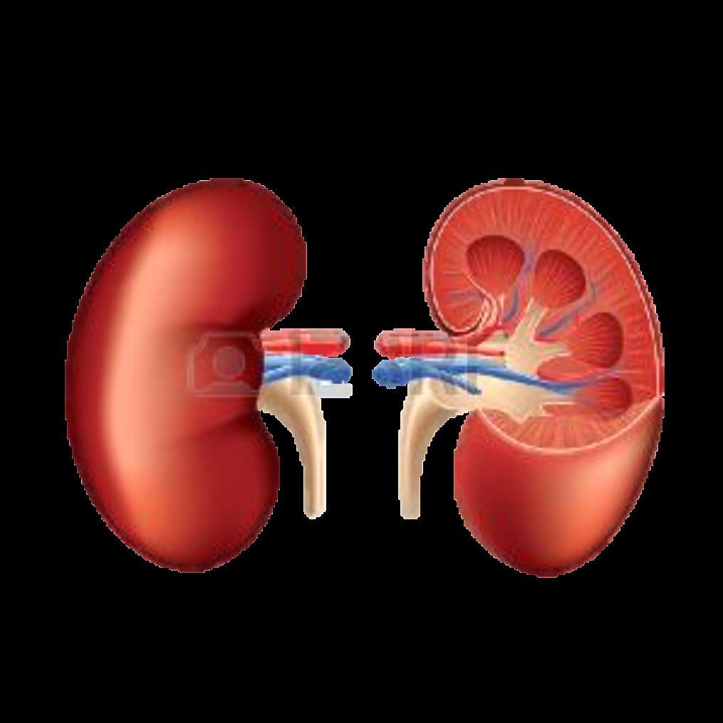 SGLT2-INIBITORE Aumento dell escrezione urinaria di calcio Aumento della perdita minerale ossea Aumento del