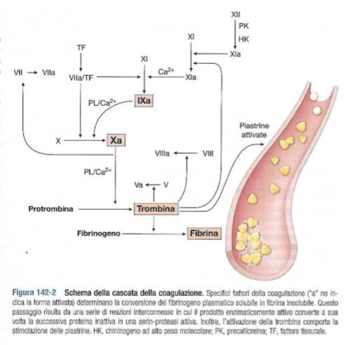 La trombofilia identifica una tendenza a sviluppare trombosi venosa e/o arteriosa sulla base di difetti ereditari o acquisiti dell emostasi o della fibrinolisi che comportano alterazioni del