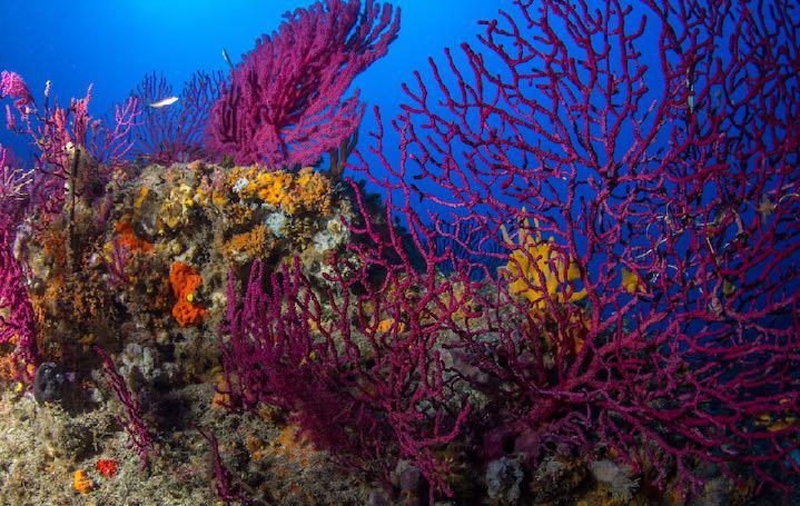 SARDINIAEXPERIENCES - bosa diving center SARDEGNA DIVING ALLA SCOPERTA DEL MARE DI ATLANTIDE viaggio itinerante nel mondo