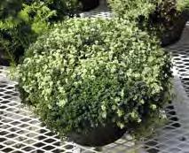 Torenia con pianta rotonda ben fiorita anche nella parte alta del vaso.