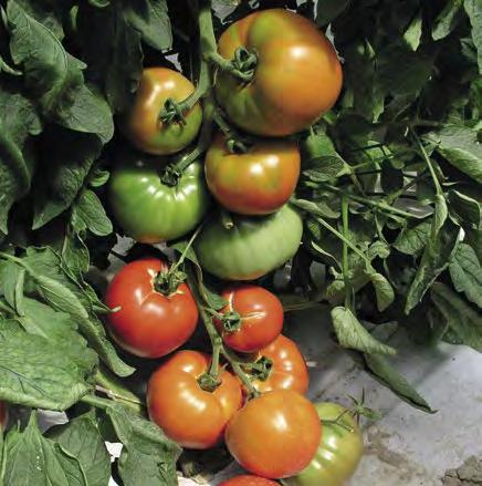 Pomodoro Ortoplanta le varietà classiche in formato economico consegna sett.