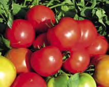Pomodoro Ortoplanta PRO le varietà selezionate PRO consegna sett.