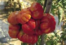 Un pomodoro da orto con le caratteristiche dei grappoli professionali: colore uniforme rosso;