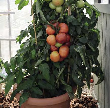 Pomodoro Ortoplanta balcone ricadente consegna sett. 6 22 contenitori 104 2 tipologie con piante a cespuglio adatte per essere gestite come ricadenti.