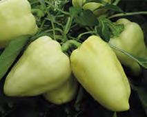 Peperone cubetto: Gruppo di peperoni piccoli a forma quadrata e polpa