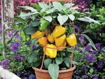 Peperone Ortoplanta balcone coltivabili in vaso e in orto consegna sett.