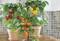 I frutti restano a lungo sulla pianta anche a maturazione completa dando un effetto ornamentale di buon interesse.