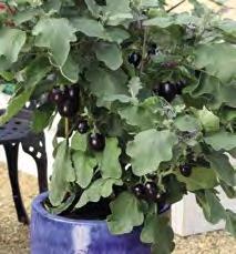 Melanzana: Innestata su Solanum torvum, specie selvatica che garantisce una maggiore affinità rispetto al pomodoro e che evita gli eccessi di vigore delle piante.