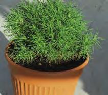 404501 Santolina Viridis Foglie verde intenso, pianta cespuglio compatto.