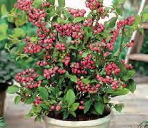 620302 Mirtillo rosso Fireball Arbusto nano sempreverde a bassa crescita, pianta ha bisogno di terreno acido, raccolta in estate.