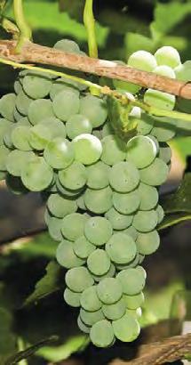 varietà di Vitis vinifera tolleranti le più importanti malattie (peronospora e oidio).