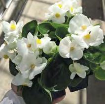 fioritura. Serenita è davvero interessante per produzioni estive anche in vaso piccolo (vaso 10-12 con 1 pianta).