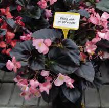 Begonia X Hybrida Viking consegne sett.