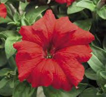 sementiere, Planta offre la miglior selezione combinando qualità del fiore,