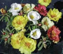 1-22 contenitori 240 e 360 Rudbeckia hirta a fiore semplice ideale per le fioriture estive di pieno