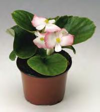 NEW 2020 Begonia TopHat rose bicolor Nuovo bicolore che