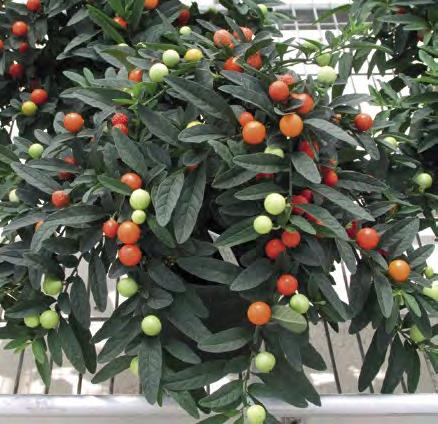 Solanum Pseudocapsicum consegne sett. 1-22 contenitori 240 Splendida pianta da aiuola, generosa nella fioritura dalla tarda primavera ai geli.