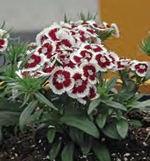Resistente al freddo, si coltiva in autunno senza riscaldamento è considerabile come perenne. 107003 Dianthus Dash mix Nuovissima serie di Dianthus Barbatus a taglia media.