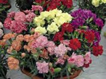 In autunno resiste molto bene alle basse temperature, ha un ottimo accestimento. Si può usare come fiore reciso per bouquet corti con ottima vita in vaso.