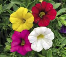 piante molto compatte piene di piccoli fiori dai colori brillanti.