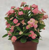cream pink Euphorbia milii consegne sett.