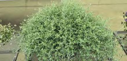 Helicrysum Lanatum consegne sett. 1-20 contenitori da 104 Pianta da sttruttura a foglia piccola. Pianta di medio vigore, facile da coltivare, resistente, con crescita veloce.