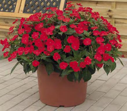 1-20 contenitori da 104 Ormai riconosciuto dal mercato come una delle migliori piante per le aiuole fiorite sia per pieno sole che per mezz ombra. Ottima tolleranza alla pioggia e al freddo.