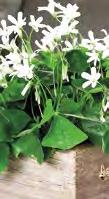 Due nuovi colori molto fioriferi e con foglia verde, bianco e rosa. Petchoa BeautiCal consegne sett.