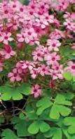 distinte: SuperCal con pianta vigorosa, fiori relativamente piccoli adatta per coprisuolo o per
