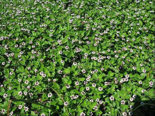 Aiuole Via Monticelli C.so Sardegna ipotesi progettuale Realizzazione prato con Phyla nodiflora, creazione di 3 macchie con ginestre, copertura con ghiaino e pacciame di corteccia.