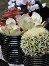 Cosa coltivare con l > Le vivono anche in composizioni miste con altre piantine succulente o piccoli cactus, con i quali condividono esigenze analoghe.