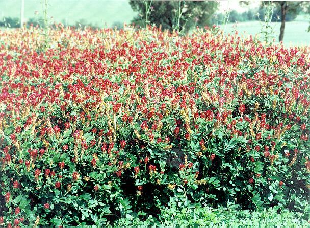 QUALITA DEL FORAGGIO E BENESSERE ANIMALE Effetto del contenuto in tannini condensati al di sotto del 5% della sostanza secca: riduzione del livello di degradazione delle proteine