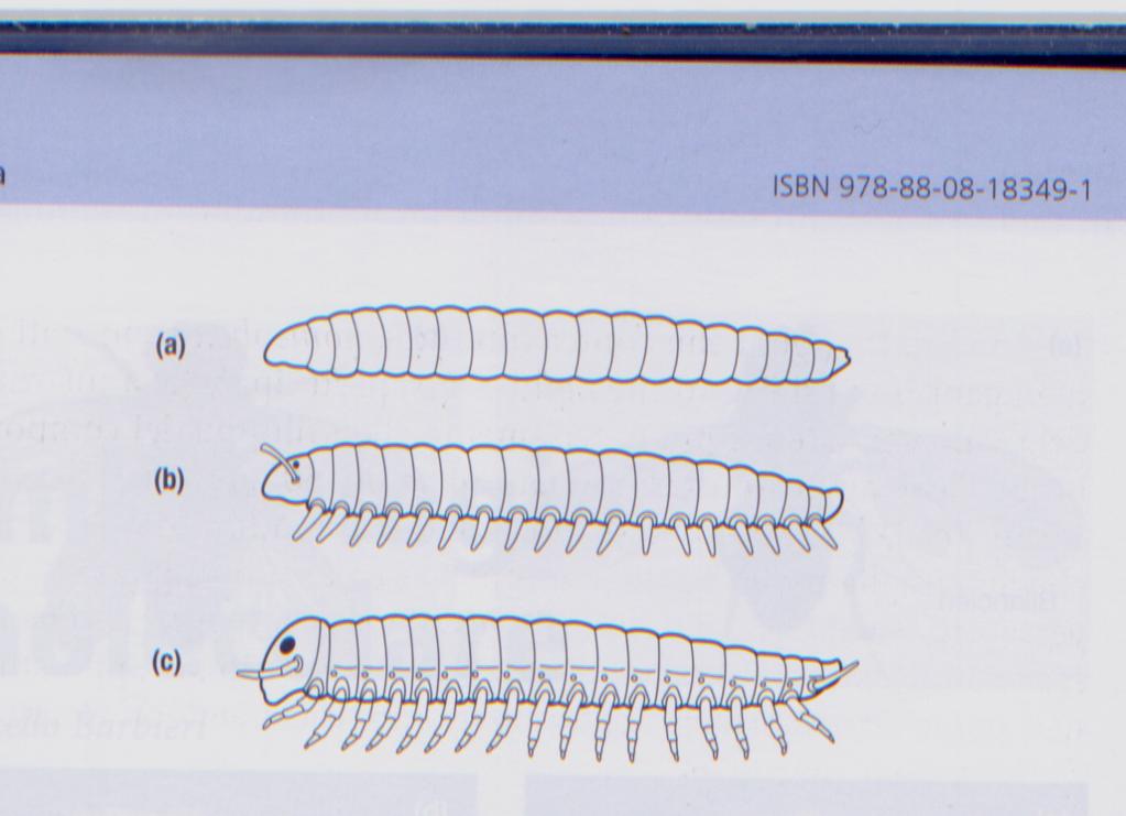 Negli insetti si forma un unico complesso HOM che si trova su un solo cromosoma Nei vertebrati