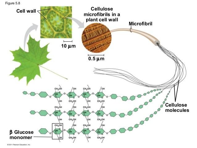 Le fibre di cellulosa Polimero fibroso insolubile in acqua, contiene ½ di tutto