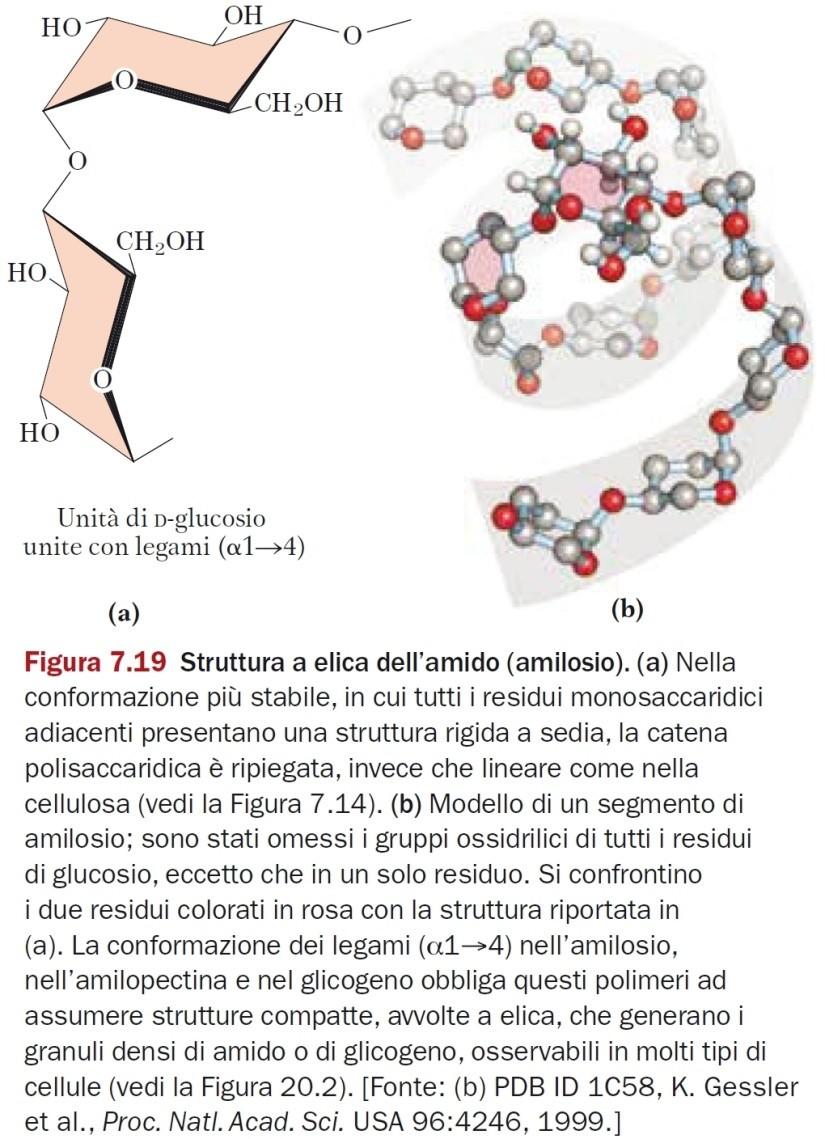 Struttura dell