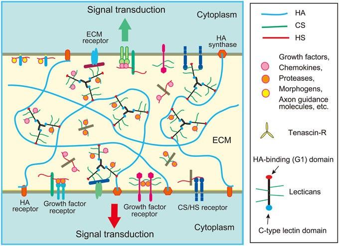 ECM: ExtraCytoplasmic Matrix HA = acido