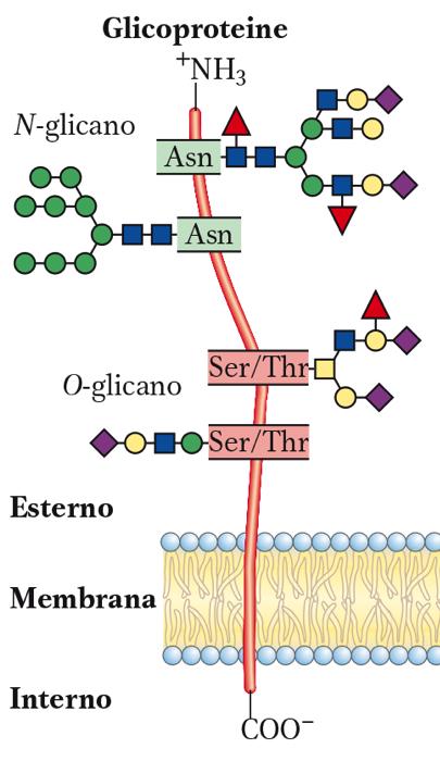 Glicoconiugati: glicoproteine Proteine che legano mono e/o oligosaccaridi (50% proteine nei mammiferi) Legame tra C anomerico e: 1) -NH 2 di residui di asparagina (Asn) (legame in N) tramite un