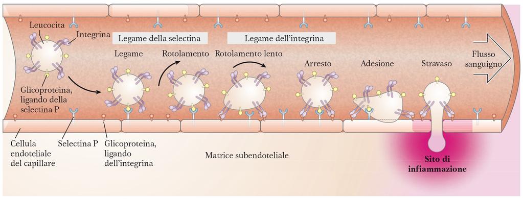 Ruolo delle interazioni lectina-ligando nel movimento dei leucociti Esempio: Le selectine (che appartengono alle lectine di tipo C) sono coinvolte nella
