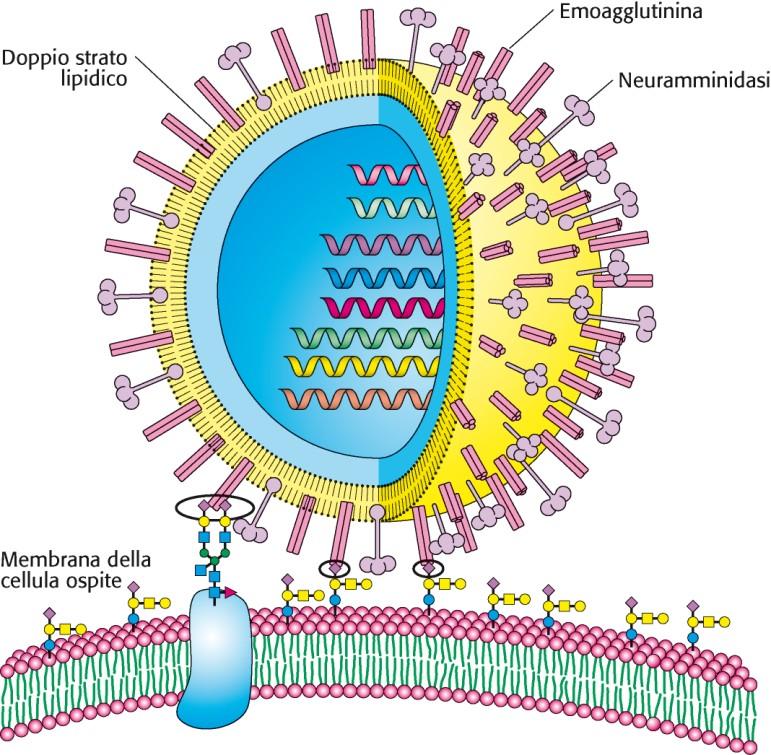 Il virus dell influenza si lega a residui di acido sialico Il virus dell influenza riconosce i residui di acido sialico (monosaccaride C9) presenti sulle glicoproteine delle membrane cellulari