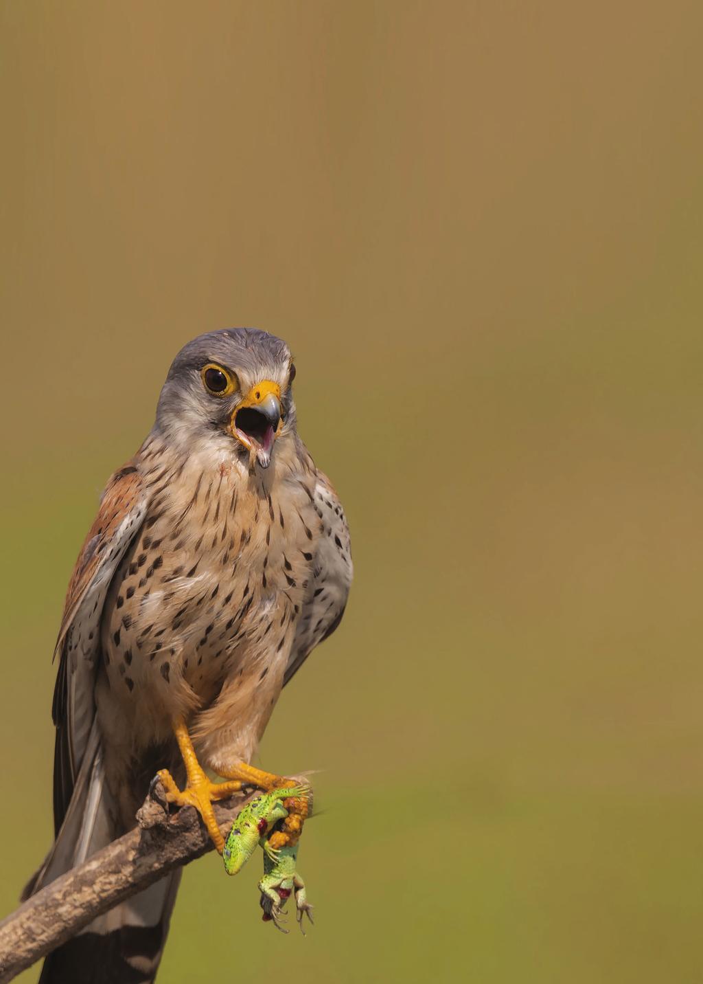 1. Descrizione della specie oggetto dell intervento Il Grillaio (Falco naumanni) è un piccolo falco migratore: lungo 26-33 cm, con un apertura alare di 60-70 cm.