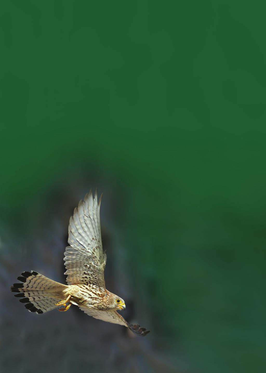 3. Il Progetto LIFE+ Natura Un falco per amico (LIFE11 NAT IT 068) Il progetto insiste su una delle aree più rilevanti per la riproduzione del Grillaio in Europa, le Murge Appulo-lucane tra le
