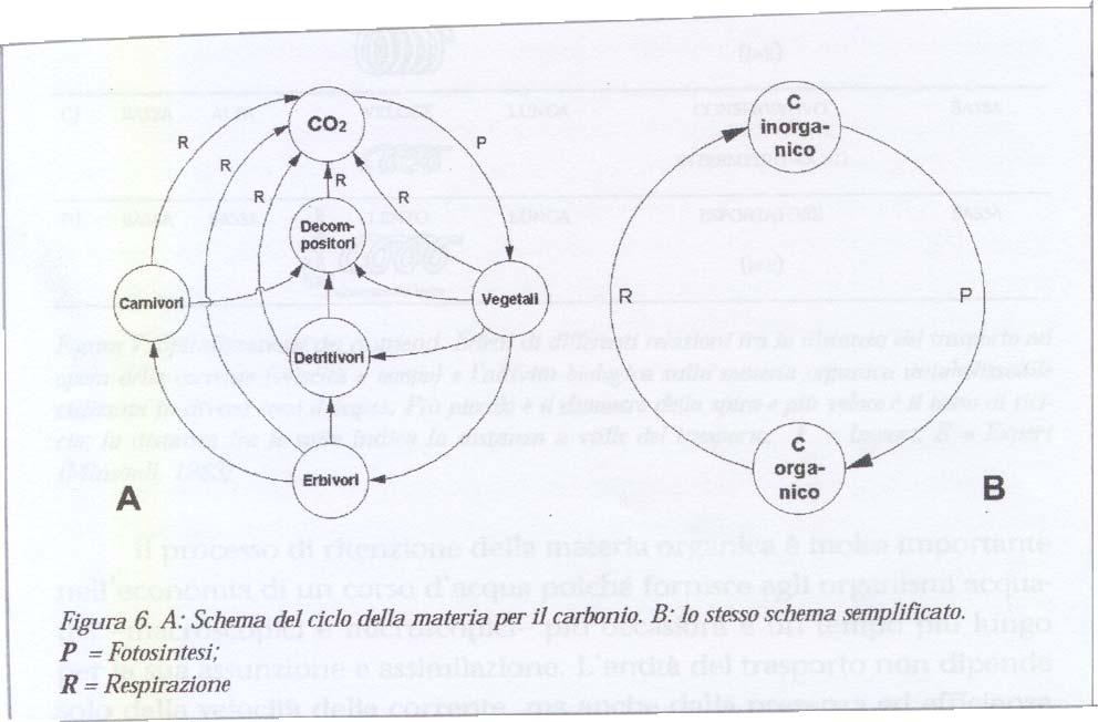 CICLO DEL