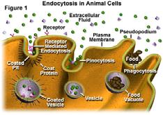 ESOCITOSI & ENDOCITOSI Endocitosi & Esocitosi Biotecnologie Molecole e ioni attraversano la membrana plasmatica per diffusione (semplice o facilitata) o mediante trasporto mediato da carrier.