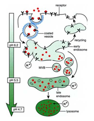 Endocitosi mediata da recettori Importanza del ph per l affinità recettore ligando Endocitosi mediata da recettori delle LDL