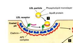 I recettori per le LDL sulla superficie cellulare si legano ad una apob proteina inserita nello strato fosfolipidico esterno