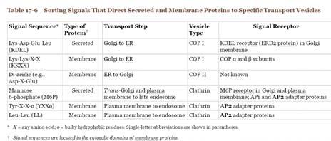 Delle interazioni tra sequenze specifiche di AA nella coda citoplasmatica del recettore per le LDL che li indirizza alla via