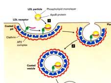 2. Fossette rivestite di clatrina contenenti i recettori per le LDL si infossano tramite un meccanismo mediato dalla proteine dinamina. Struttura di una vescola rivestita di clatrina Lodish, 7 ed.