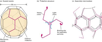 b) Dettaglio di un triscele di clatrina. Ciascuna delle tre catene pesanti della clatrina ha una struttura ripiegata apsecifica.