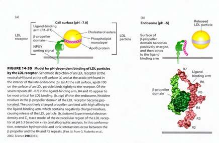 IMPORTANTE Modello per il legame della particelle LDL al suo recettore dipendente dal ph 3.